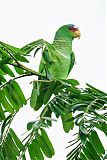 White-fronted Parrotborder=